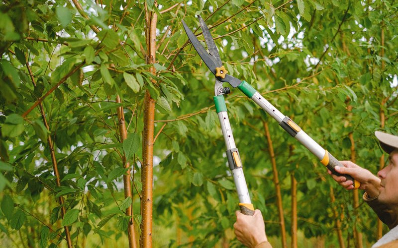 Tree trimming in Moravia, IA