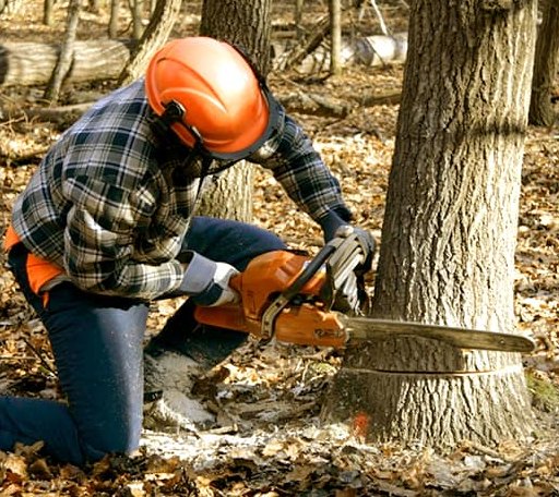 Tree Removal in Moravia, IA
